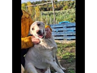 CORBINA MAGNIFICO CARATTERE CANE IN ADOZIONE