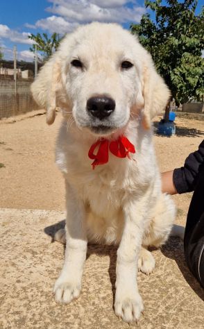 BURT,DOPO L'ABBANDONO,MERITA L'ADOZIONE! - Foto 3