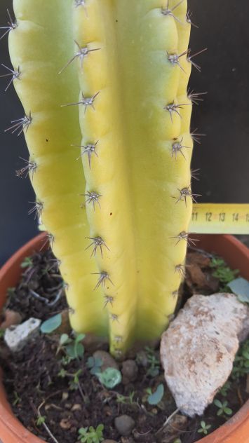 Cactus Piante Grasse Bonsai - Cereus Peruvianus - Foto 5