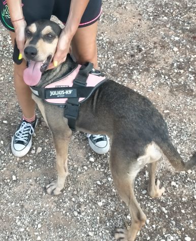 GIULIO IN ADOZIONE - Foto 7