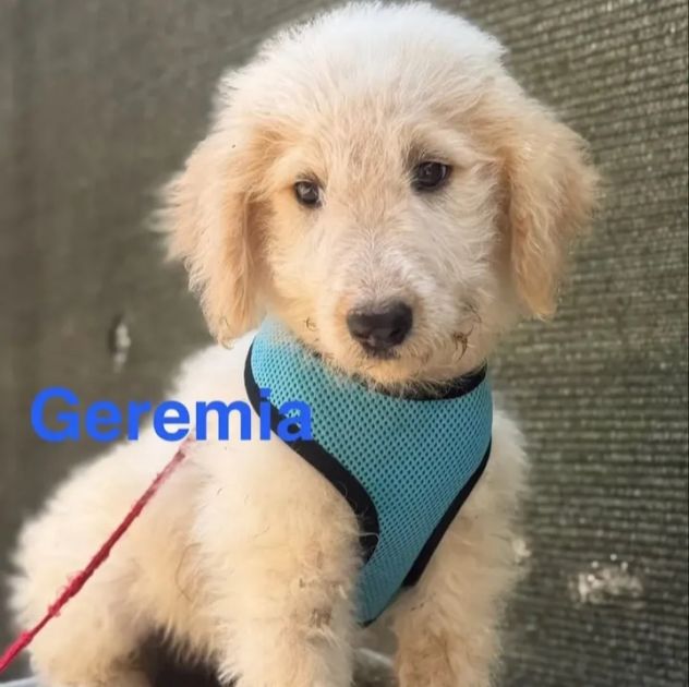 Cuccioli di due mesi in cerca di adozione - Foto 10