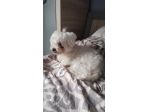 Cuccioli