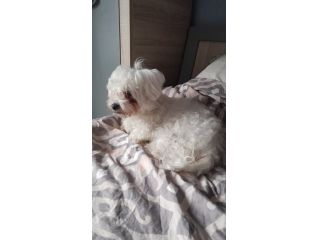 Cuccioli
