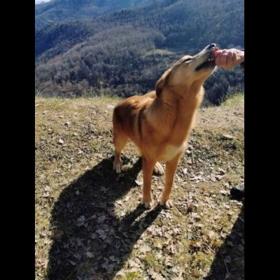 EMERSON DIMENTICATO TRA GLI INVISIBILI CANE IN ADOZIONE TG MEDIA SOCIEVOLE - Foto 6