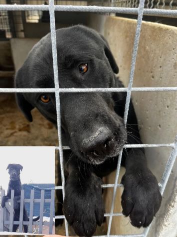 SIRIUS FANTASTICO MIX LABRADOR CANE IN ADOZIONE - Foto 2