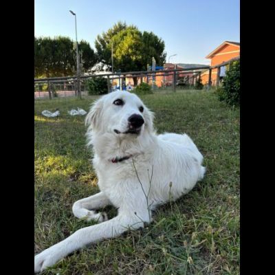NEVE MERAVIGLIOSA CAGNOLINA IN ADOZIONE - Foto 4