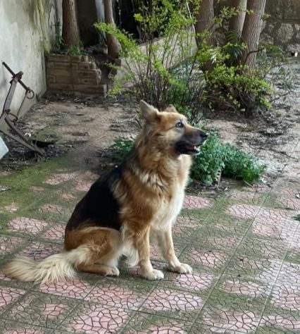 LAICA 3 ANNI SIMIL PASTORE TEDESCO PELO LUNGO STA SEMPRE SOLA LEGATA IN CAMPAGNA - Foto 2