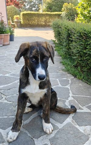 DANA E BERNA CUCCIOLE IN ADOZIONE - Foto 9