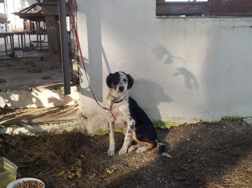 Giovane mix springer - Foto 2