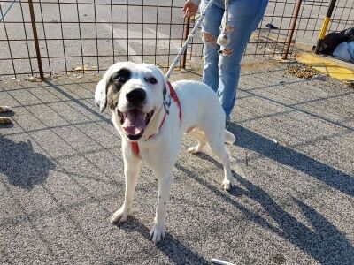 LOGAN, cagnolino dall'occhio azzurro - Foto 2