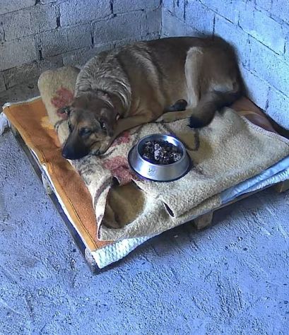 SHINA UNA VITA BUTTATA CANE IN ADOZIONE - Foto 3