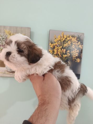 Cuccioli di schizu - Foto 4