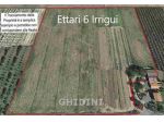 TERRENO AGRICOLO di 1 vani e di 60000 mq (GROSSETO) rif. 2210.137M