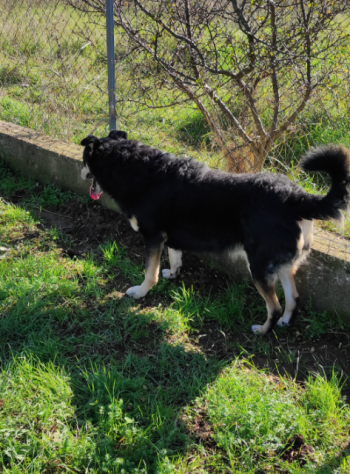 CANE IN ADOZIONE. L' ATTESA DI CAFFE' - Foto 3