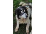 CANE IN ADOZIONE: PEGGY, dolce e determinata.