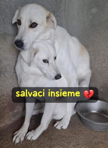 PENNY E NINA 4 ANNI taglia media - Foto 2