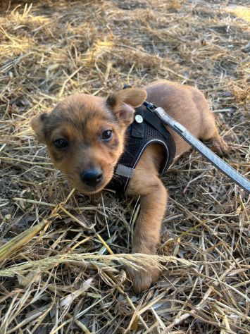 Meraviglioso cucciolo taglia piccola! - Foto 3