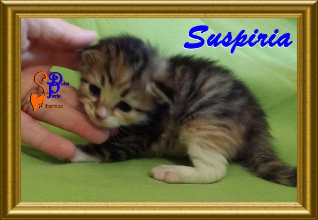 CUCCIOLI GATTO SIBERIANO IPOALLERGENICO DOLCISSIMI- ITALIA - Foto 6