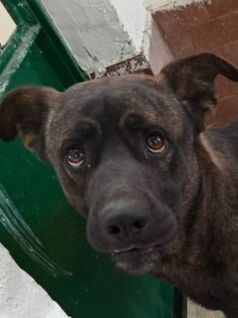AMOS GIOVANE BELLO GIOCHERELLONE CAGNOLINO IN ADOZIONE