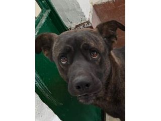 AMOS GIOVANE BELLO GIOCHERELLONE CAGNOLINO IN ADOZIONE