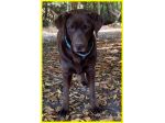 KUBRA stupenda labrador 4 anni cieca