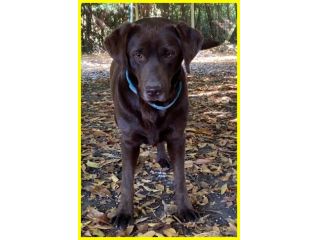 KUBRA stupenda labrador 4 anni cieca