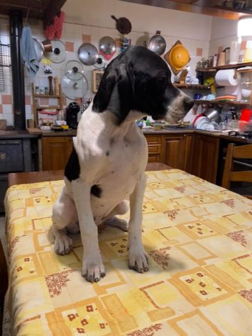 Pointer Inglese con Pedigree - Foto 10