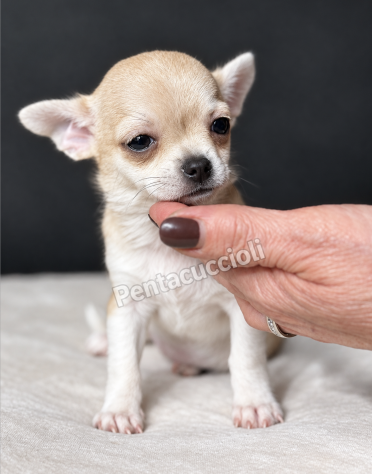 Gloria - Chihuahua toy femmina di 3 mesi, dolce e mansueta - Foto 4