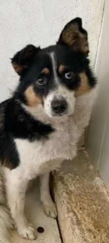 FLO' CAGNOLINA IN ADOZIONE