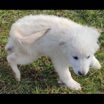NINFA, meravigliosa tenerezza, cagnolina in adozione, tg media. - Foto 4