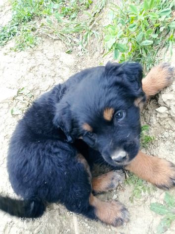 Lea cucciola - Foto 4