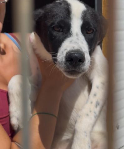 Ultimi 3cuccioli 7mesi  SENZA RICHIESTE. BARI - Foto 2