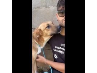 MOCKY CERCA UN AMICO AMOREVOLE CUCCIOLO IN ADOZIONE