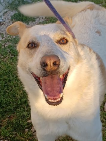FILIPPO - cane di 6 anni e mezzo - taglia media