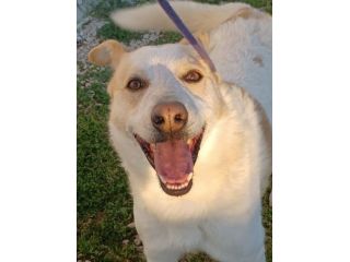 FILIPPO - cane di 6 anni e mezzo - taglia media