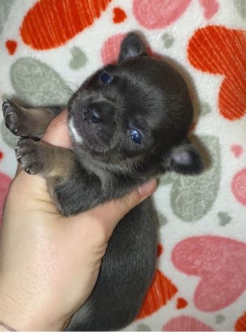 Chihuahua - Foto 3
