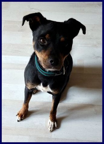 KIMBO  6anni - 10kg dolce piccoletto sempre solo! - Foto 3