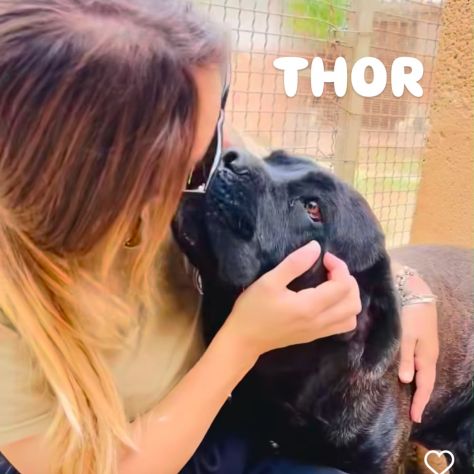 Thor e' buono e gentile cerca casa - Foto 2