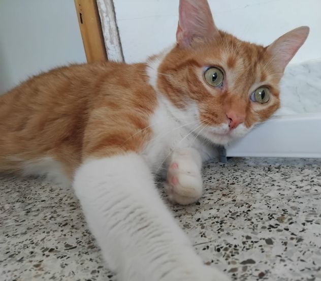 Ciccio, meraviglioso gattone - Foto 4