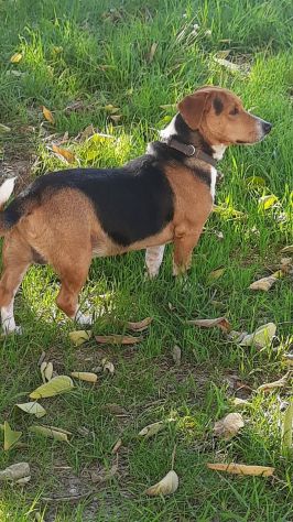 Bruno mix beagle e bassotto - Foto 3