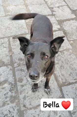 Cagnolina cerca casa - Foto 2