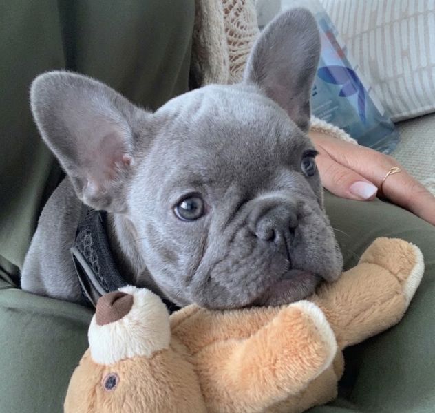 BULLDOG FRANCESE - BOULEDOGUE FRANCESE cuccioli