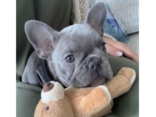 BULLDOG FRANCESE - BOULEDOGUE FRANCESE cuccioli