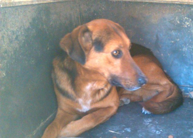 BILLY, adozione del cuore - Foto 2