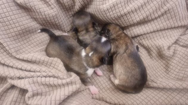 Cuccioli di chihuahua - Foto 6