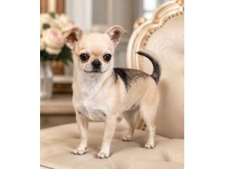 Chihuahua  femmina pedigree