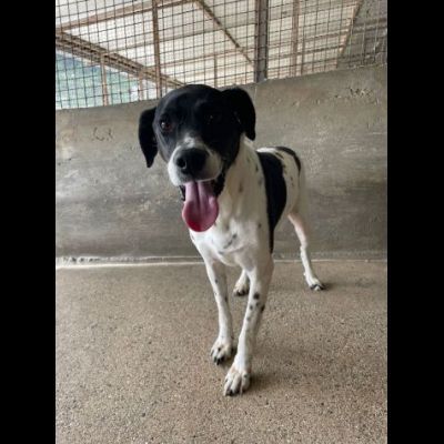 POINT COCCOLONE, DELICATO, POINTER, CANE IN ADOZIONE - Foto 4
