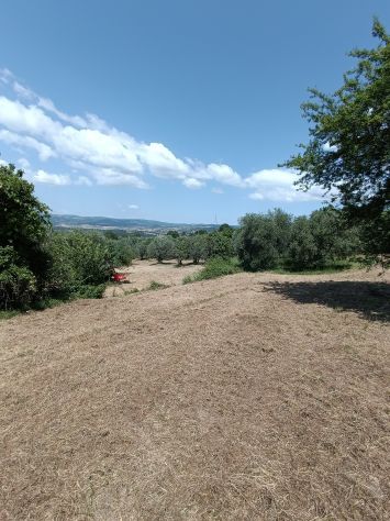 Olivi secolari nelle colline Toscane - Foto 4