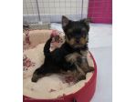 york schire toys cuccioli da 120 gg