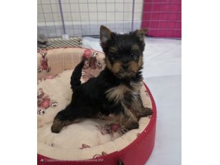 york schire toys cuccioli da 120 gg